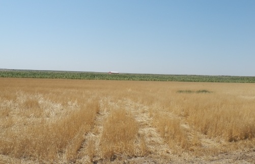 食品飲料市場ウオッチ